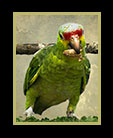 a belizean parrot thumbnail